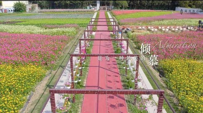 优缺点：更具价值和潜力的宜居之地！AG真人尚湾林语售楼处｜尚湾林语(图19)